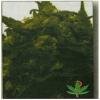 High Quality Seeds Orig Hawaiian Maui Wowie