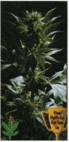 High Quality Seeds Outsider