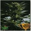 High Quality Seeds Outsider