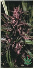 High Quality Seeds Purple Tops