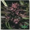 High Quality Seeds Purple Tops