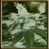 High Quality Seeds Black Lable Jack Herer