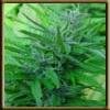 High Quality Seeds Black Lable Master Kush