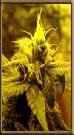 High Quality Seeds Black Lable Neville s Haze