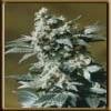 High Quality Seeds Black Lable Ol 47