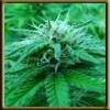 High Quality Seeds Black Lable Sensi Star