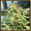 High Quality Seeds Black Lable White Widow