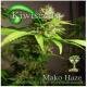 Kiwi Seeds - Mako Haze