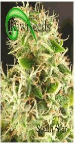 Kiwi Seeds - South Star