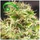 Kiwi Seeds - South Star