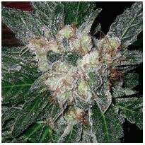 Barneys Farm seeds - Violator Kush - feminized