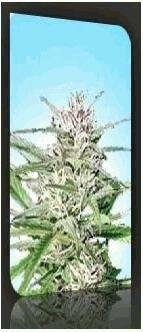 Nirvana Seeds - Early Bud