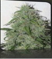 Nirvana Seeds - Citral