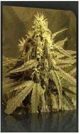 Nirvana seeds - AK 48 - feminized