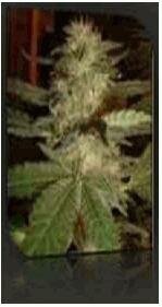 Nirvana Seeds - Blue Mystic - feminzed