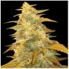 World of seeds Afghan Kush Feminized