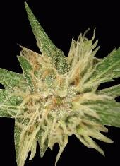 World of seeds Amnesia Feminized