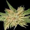 World of seeds Amnesia Feminized