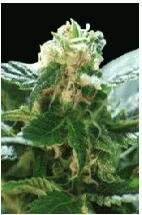 world of seeds Columbia Gold Seeds Feminized