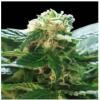 world of seeds Columbia Gold Seeds Feminized