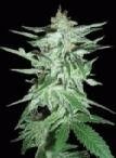 world of seeds Delirium Feminized