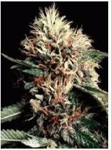 world of seeds - Ketama-feminized