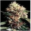 world of seeds - Ketama-feminized