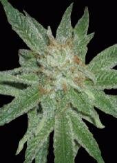 World Of Seeds - Madness Feminized