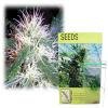 Kulu Seeds Misty