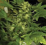 60 day wonder - auto - feminised - DNA genetics