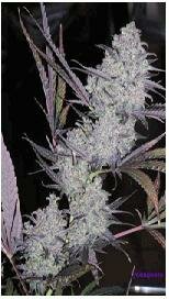 MR Nice Seeds - Critical Mass