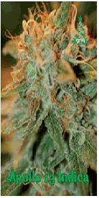 Reserva Privada seeds Apollo 13 indica