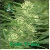 Reserva Privada seeds Cole Train