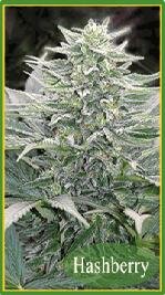 Mandala Seeds - HASHBERRY