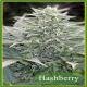 Mandala Seeds - HASHBERRY