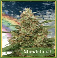 Mandala Seeds - Mandala #1