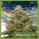 Mandala Seeds - Mandala #1