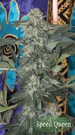 Mandala Seeds - SPEED QUEEN