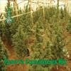 Reserva Privada seeds Connoisseurs Mix