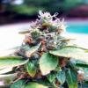 Reserva Privada seeds - Snowcap Romulan - Feminised