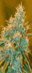 DNA genetics Chocolope Feminized