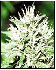 Cannabiogen seeds Caribe