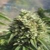 Reserva Privada seeds Kandy Kush Female