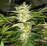 Resin Seeds Cannatonic Regular