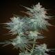 Resin Seeds LA Ultra Feminized