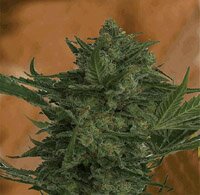 Resin Seeds Critical Haze Regular