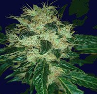 Resin Seeds Sour P Feminized