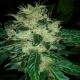 Resin Seeds Sour P Feminized