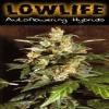 Lowlife seeds - Auto Hindu Kush x Auto AK47 regular