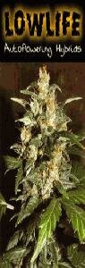 Lowlife seeds - Automatic Lemon Skunk Feminized